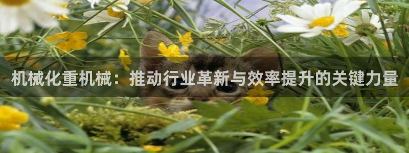 辉达娱乐公司