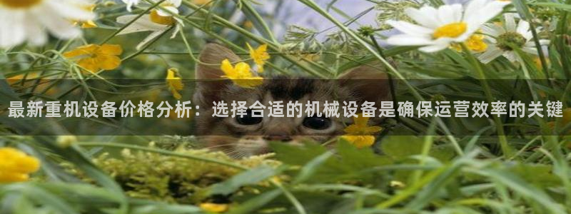 辉达娱乐加q75775稳定