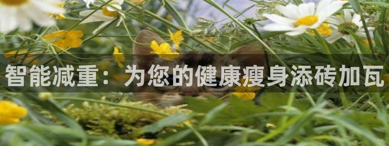 辉达娱乐己39444